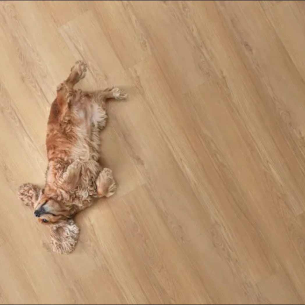 Legendary Floors WPC LVP Cambridge 70960 Grove 01 room